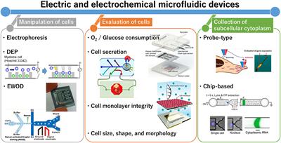 Electric and Electrochemical Microfluidic Devices for Cell Analysis